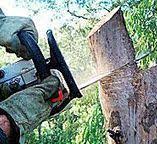 How Our Tree Care Process Works  in  Madison Park, NJ