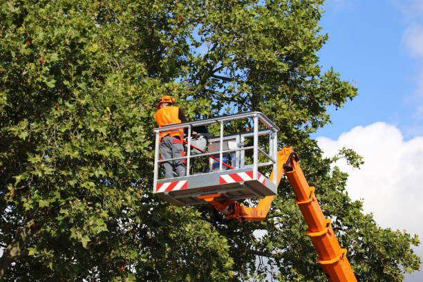 Best Stump Grinding and Removal  in Madison Park, NJ