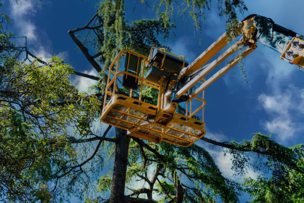 Best Tree Cabling and Bracing  in Madison Park, NJ